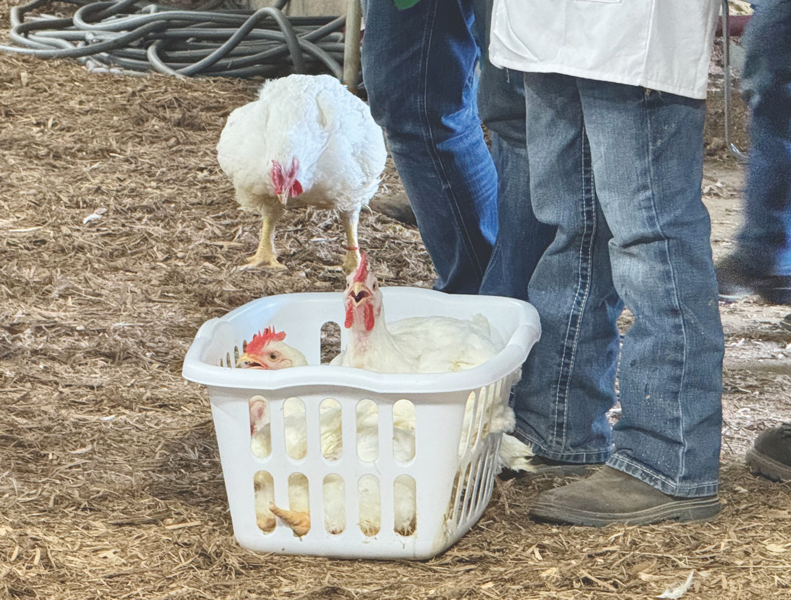 090325 Fair 7tle News, Sports, Jobs Marietta Times